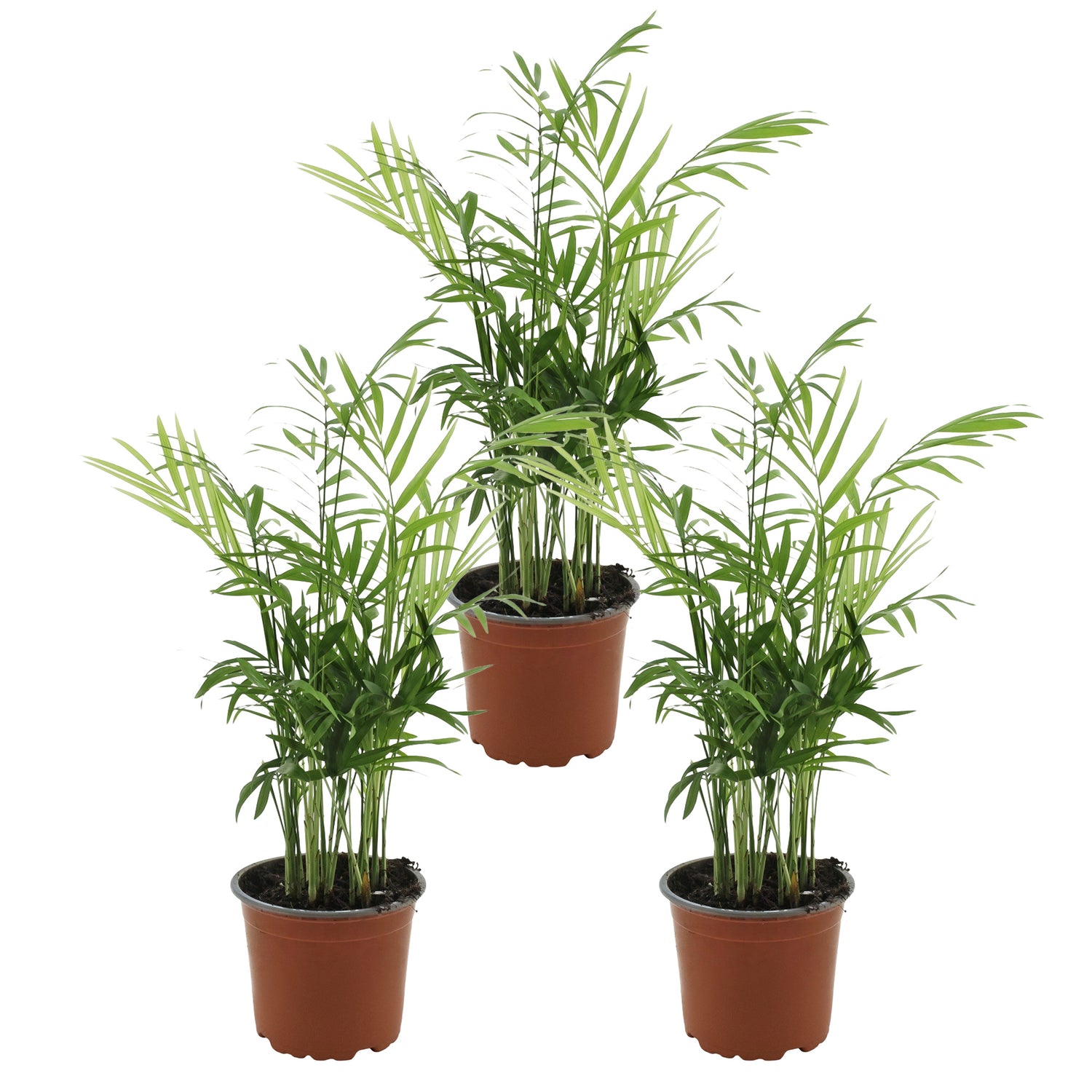Chamaedorea Elegans - Mexicaanse Dwergpalm - Set van 3