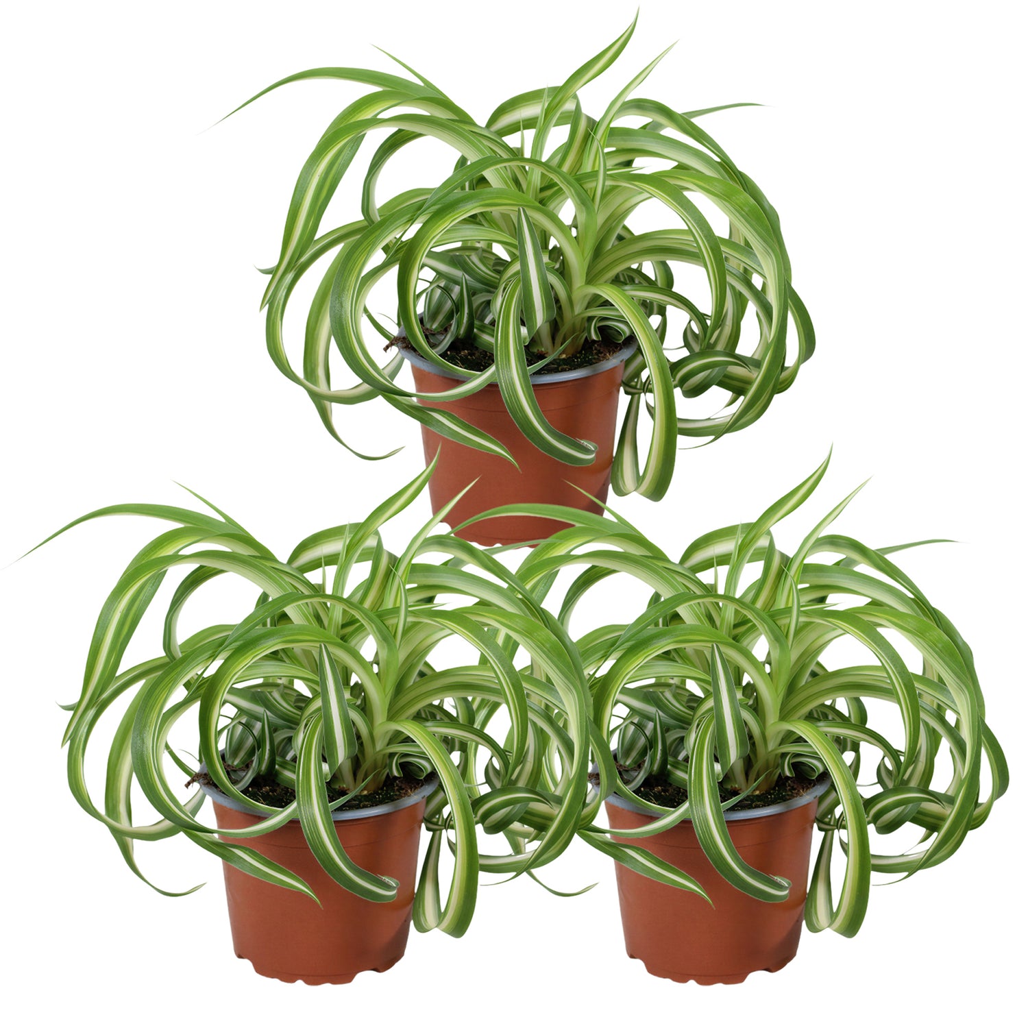 Chlorophytum Bonnie - Graslelie - Set van 3