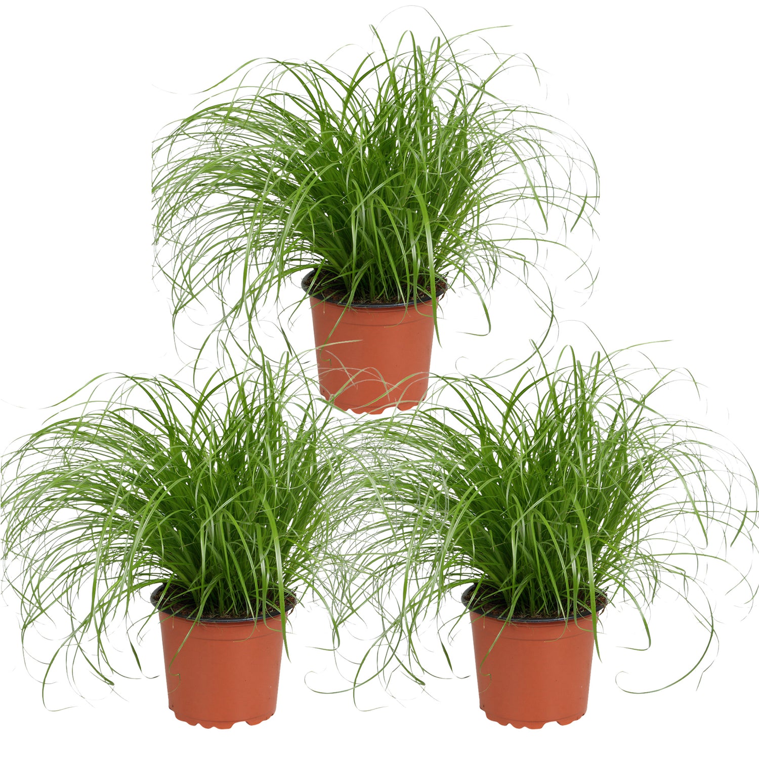 Cyperus 'Zumula' - Kattengras