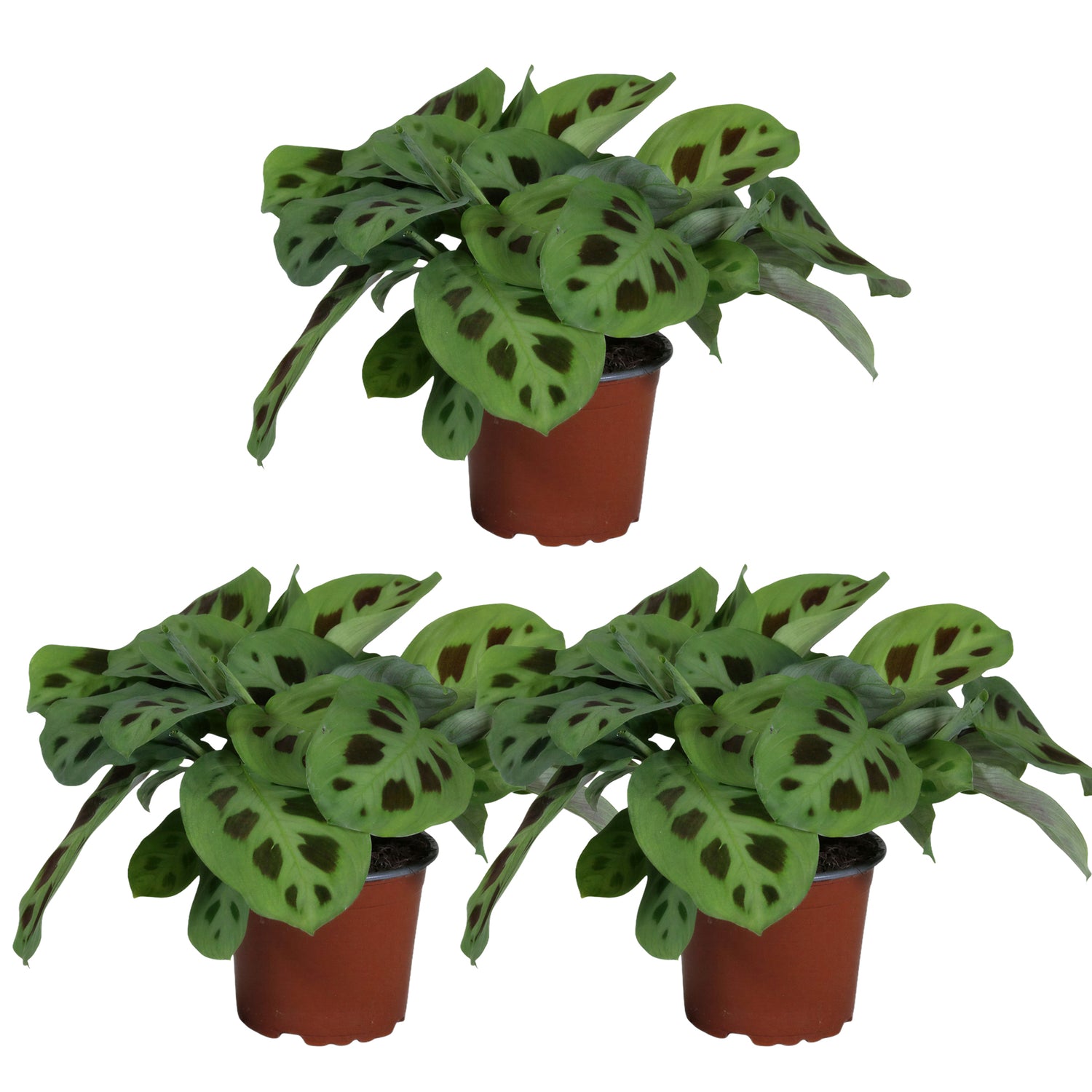 Maranta Kerchoveana - Gebedsplant - Set van 3