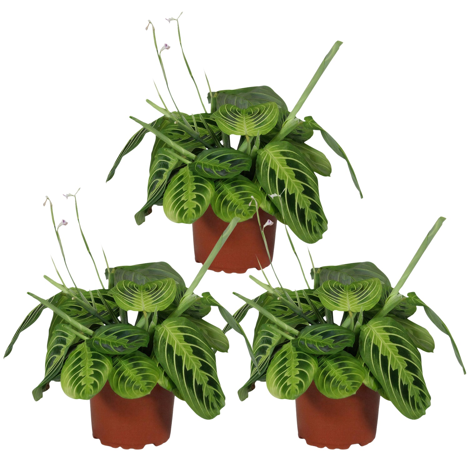 Maranta Lemon Lime - Gebedsplant - Set van 3