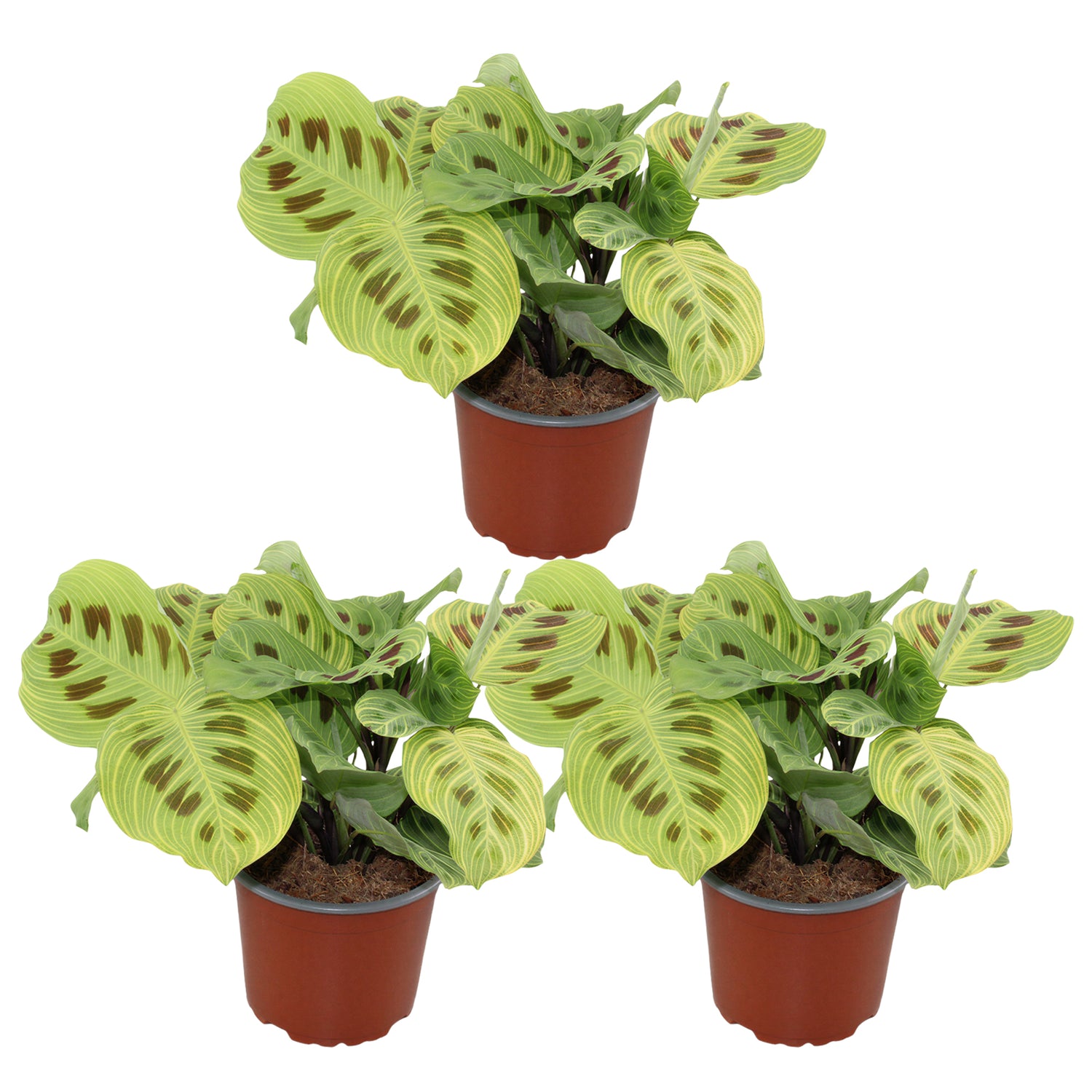 Maranta Light Veins - Gebedsplant - Set van 3