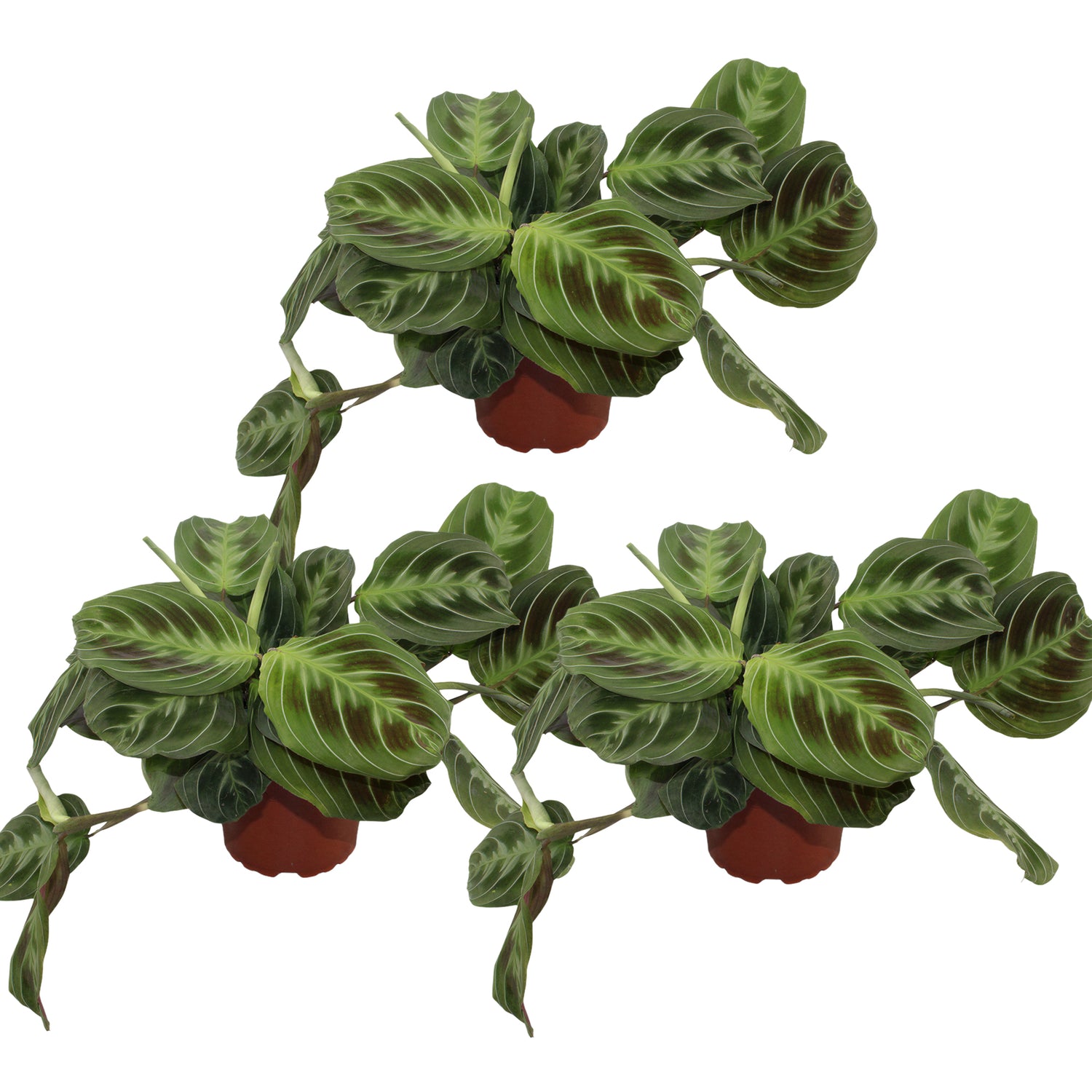 Maranta Shadow - Gebedsplant - Set van 3
