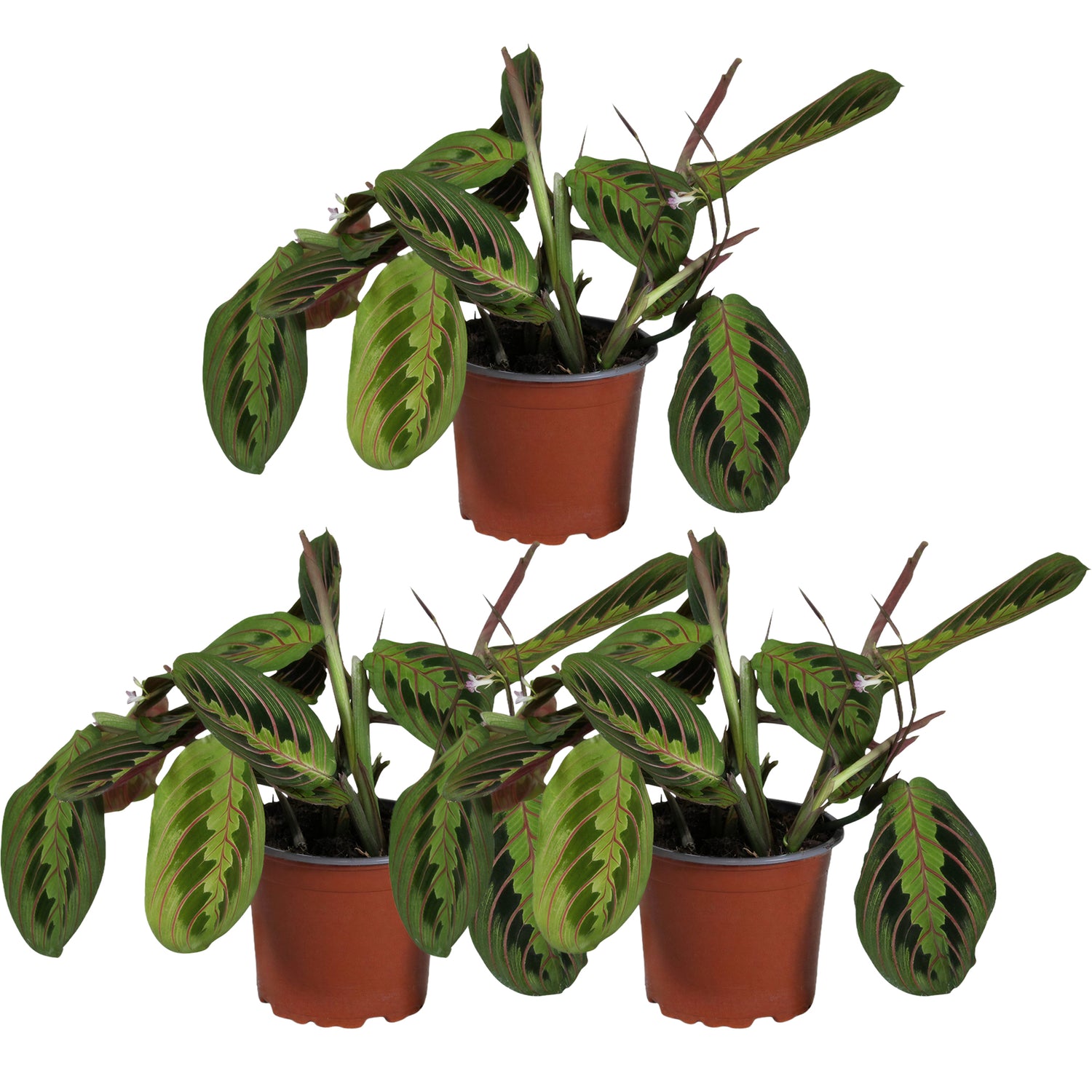 Maranta Fascinator Tricolor - Gebedsplant - Set van 3