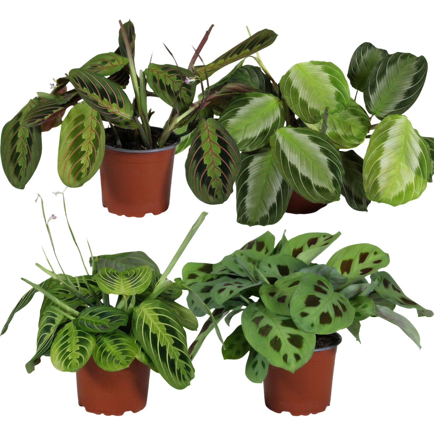 Maranta Gebedsplanten Set